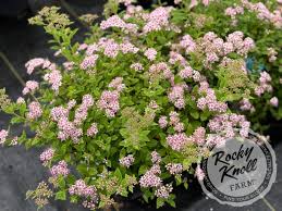 Image result for Spiraea japonica ´Little Princess