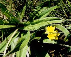 Image result for Hesperantha longicollis