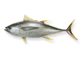 Orkinos Ya Da Bilinen Genel Adiyla Ton Baligi Diyetisyenlerin Zayiflamak Isteyenlere Uygulattigi Ogunlerden Biridir Uskumrugiller Familyas Orkinos Diyet Balik