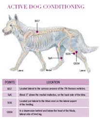 Acupressure For Active Dogs Animal Wellness Magazine