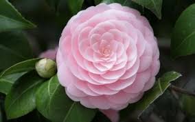 40 Camellia Hd Wallpapers Background Images