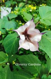 Image result for Datura metel