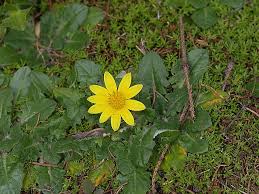 Image result for Haplocarpha