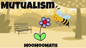 A mutualistic relationship is when two organisms of different species work together, each benefiting from the relationship. 10 Mutualism Examples Youtube