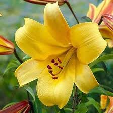 If you cant find what you are looking, for please give us a call and a member of the team will be happy to help. The Most Beautiful Lily Flowers In The World Steemit