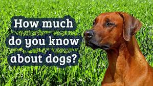 A collection of trivia questions about dogs. How Much Do You Know About Dogs Trivia Quiz