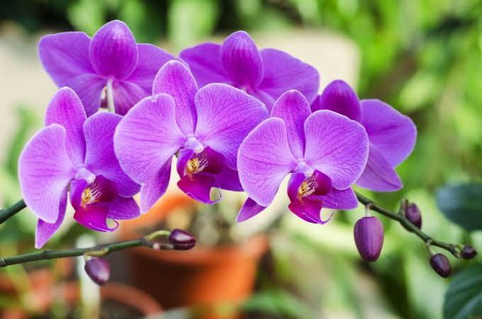 如何让兰花一年到头都能开花？ | 园艺| 蝴蝶兰| 新唐人电视台