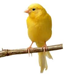 Conures are native from south america, they are kind of birds that are playful, intrusive and unflinching by nature. What Are The Different Types Of Canary Food With Pictures Canary Birds Canary Bird