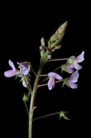 Image result for Grona adscendens