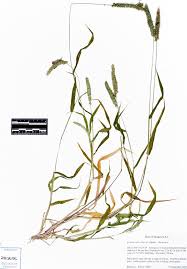 Image result for Setaria verticillata