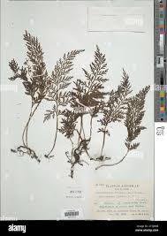 Image result for Vandenboschia