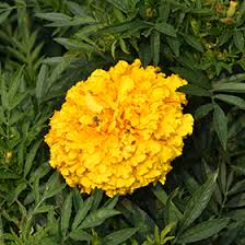Image result for Tagetes erecta