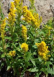 We did not find results for: Forest Wildflowers Yellow Orange Mount Rainier National Park U S National Park Service