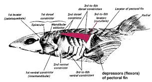 Vertebrate Muscles