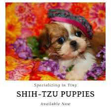 Images, pics, photos and pictures of shih tzu: Shihtzu Puppies For Sale Teacup Toy Pets