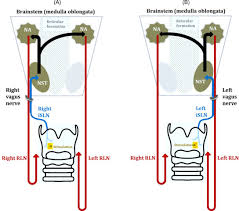Brainstem Reflexes An Overview Sciencedirect Topics