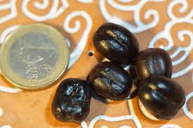 Image result for Xanthocercis zambesiaca