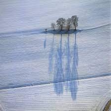 Breathtaking Blue Shadows Of Barren Winter Trees Beautiful Photography Nature Winter Trees Photography Inspiration Nature