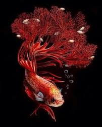 Lukis hitam putih wajah valerinya kustan membuat seni lukis wajah hanya dalam warna hitam dan putih yang diberikan desain unik by fadilla3ahmad. 101 Gambar Lukisan Ikan Hitam Putih Kekinian Gambar Pixabay