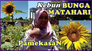 Sketsel bunga matahari lengkap yang telah diukir dan juga kayu yang di pakai sudah dalam proses kering dan tua.bahan yang kami gunakan untuk sketsel bunga matahari ini adalah kayu jati. Grantnsaipan Taman Bunga Matahari Jepara