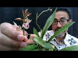 Image result for Oeceoclades maculata