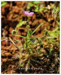 Image result for Droseraceae