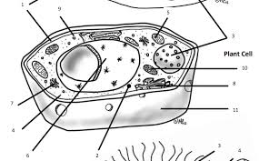 Check spelling or type a new query. Plant Cell Organelle Matching Diagram Quizlet