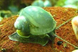 How do apple snails breed? Electronics Cars Fashion Collectibles More Ebay Tropical Freshwater Fish Aquarium Snails Fresh Water Fish Tank