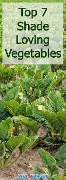 Tips for growing vegetables in shade. Boost Your Garden Space With These 7 Vegetables That Grow In The Shade Ask Wet Forget