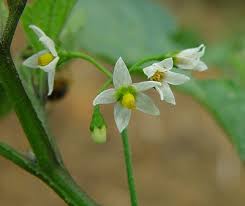 Image result for Solanum americanum