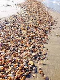 At cape san blas there are many choices for outdoor activities including the nine mile biking trail, with bike and kayak rentals available within walking distance. 300 Florida Ideas In 2021 Florida Florida Adventures Florida Travel
