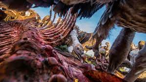 Picture Of Vulture Feeding Frenzy A Vulture Feeding Frenzy Captured By A Camera Hidden In A Dead Zebra S Rib Cage National Geographic Vulture Science Images