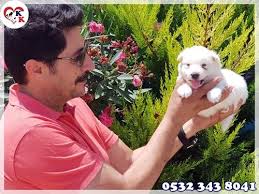 Samoyed Pet Breeder 70 Photos Facebook