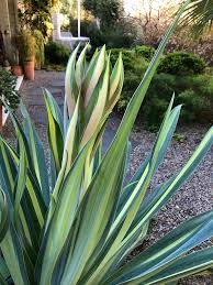 Image result for Belonophora