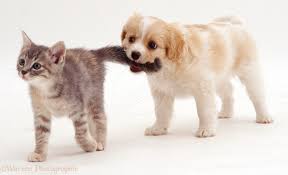 Image result for puppy
