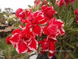 Pin On Adenium X Mas Time