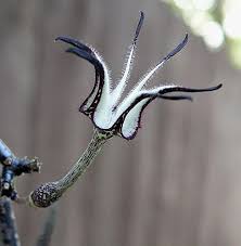 Image result for Ceropegia simplex