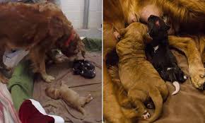 We bought our first golden retriever in 1996 and fell in love with the breed. Golden Retriever Became Surrogate Mother To Newborn African Wild Dogs At Oklahoma City Zoo Daily Mail Online
