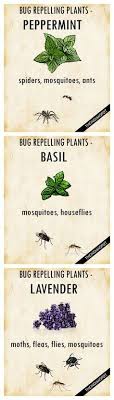 It keeps the flies away. 10 Low Maintenance Perennials Western Garden Centers Keep Bugs Away Plants Garden Pests