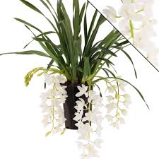 Ecbolium ligustrinum is also known as green ice crossandra, green shrimp plant, and turquoise crossandra. Cymbidium Ice Cascade Florastore