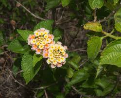 Image result for Lantana tiliifolia