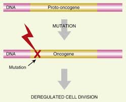 Image result for Oncogene