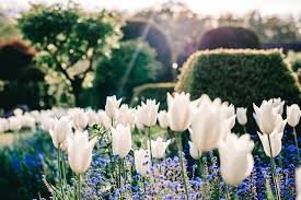 We did not find results for: Gardens To See Tulips The English Garden The English Garden