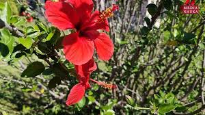 Image result for Leptonychia tokana