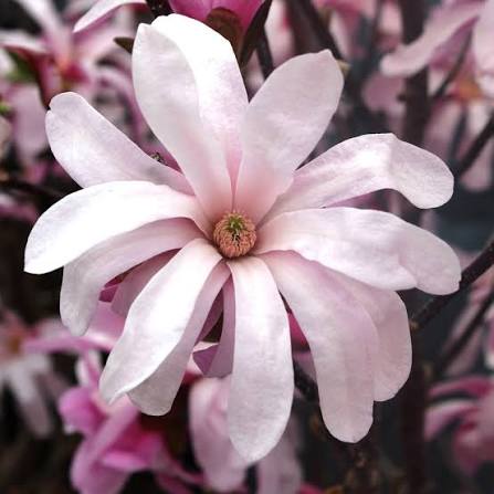 Blushing Bridesmaid
