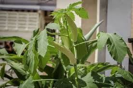 Have questions, give us a call. How To Identify The 27 Most Common Vegetable Plants