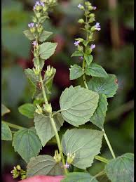 Image result for Hyptis