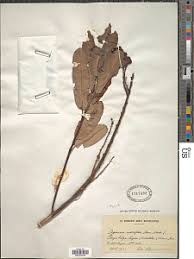 Image result for Orthopichonia schweinfurthii