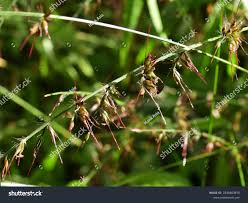 Image result for Oplismenus compositus