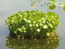 Image result for Hydrocotyle mannii